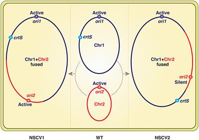 Commentary: Functionality of Two Origins of Replication in Vibrio cholerae Strains With a Single Chromosome